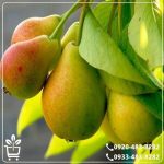 خرید نهال گلابی کوشیا