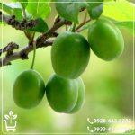 قیمت نهال گوجه سبز سردرودی