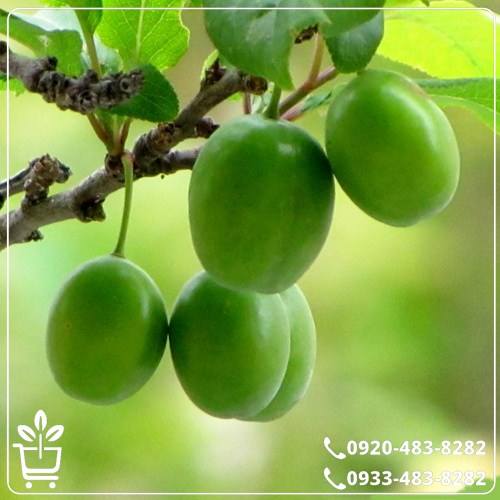 قیمت نهال گوجه سبز سردرودی