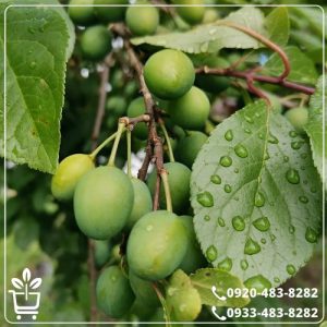 خرید نهال گوجه سبز سردرودی