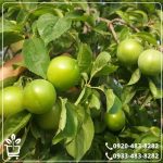 قیمت نهال گوجه سبز مراغه