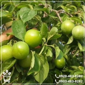 قیمت نهال گوجه سبز مراغه