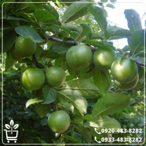 خرید نهال گوجه سبز مراغه