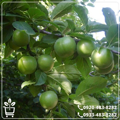 خرید نهال گوجه سبز مراغه