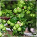 قیمت نهال گوجه سبز نخجوانی