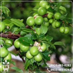 قیمت نهال گوجه سبز نخجوانی