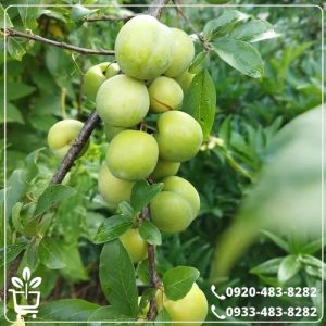 خرید نهال گوجه سبز نخجوانی