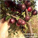 قیمت نهال گوجه قرمز