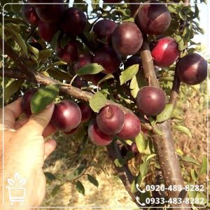 قیمت نهال گوجه قرمز