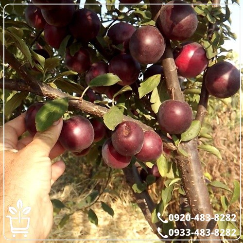 قیمت نهال گوجه قرمز