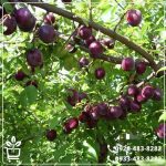 خرید نهال گوجه قرمز