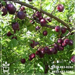 خرید نهال گوجه قرمز