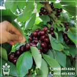 کاشت نهال گیلاس اس کی