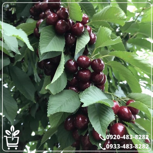 خرید نهال گیلاس اس کی