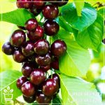 قیمت نهال گیلاس اس کی