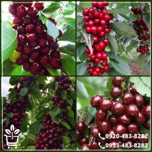 قیمت نهال گیلاس ایزابلا