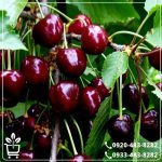 خرید نهال گیلاس ایزابلا