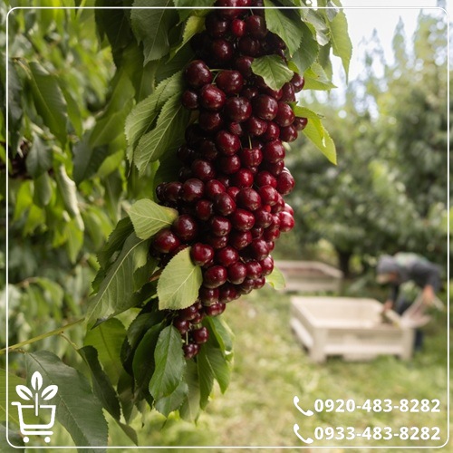 کاشت نهال گیلاس بینگ