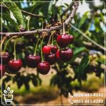 خرید نهال گیلاس بینگ