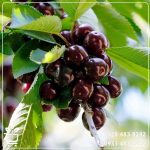 خرید نهال گیلاس تکدانه سیاه