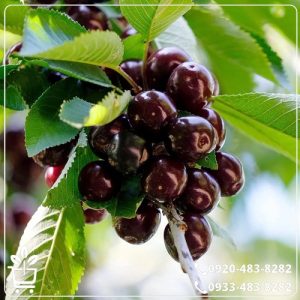 خرید نهال گیلاس تکدانه سیاه