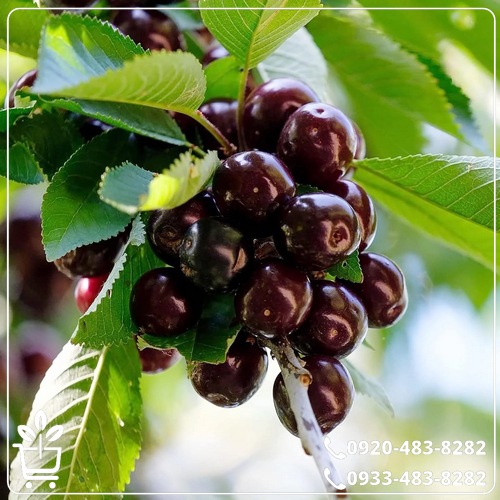 خرید نهال گیلاس تکدانه سیاه