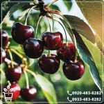 خرید نهال گیلاس تکدانه سیاه