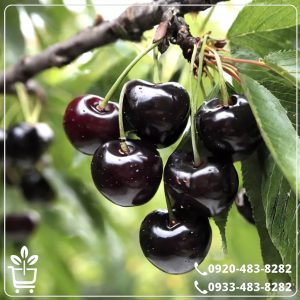 قیمت نهال گیلاس تکدانه سیاه