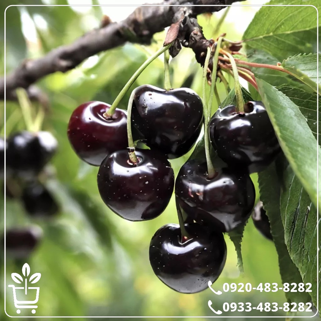 قیمت نهال گیلاس تکدانه سیاه