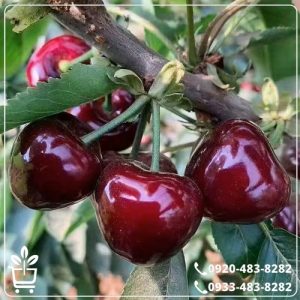 قیمت نهال گیلاس تکدانه مشهد