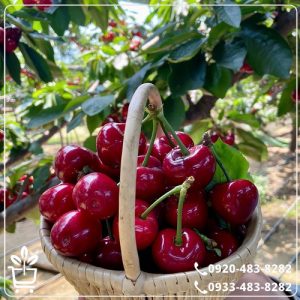 خرید نهال گیلاس تکدانه مشهد