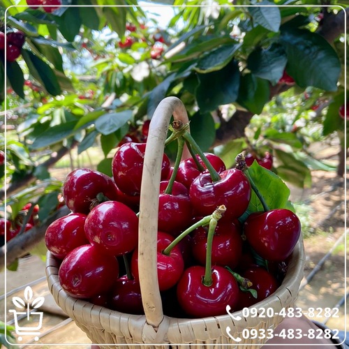 خرید نهال گیلاس تکدانه مشهد