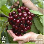 قیمت نهال گیلاس خوشه ای