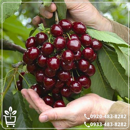 قیمت نهال گیلاس خوشه ای