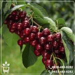 خرید نهال گیلاس خوشه ای