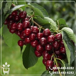 خرید نهال گیلاس خوشه ای