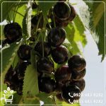 قیمت نهال گیلاس دلارکا