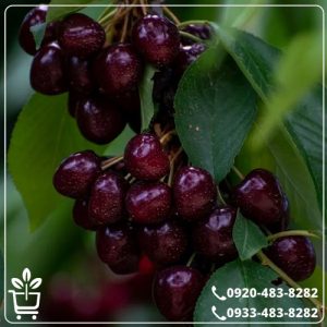 خرید نهال گیلاس دلارکا