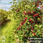 خرید نهال گیلاس رژینا