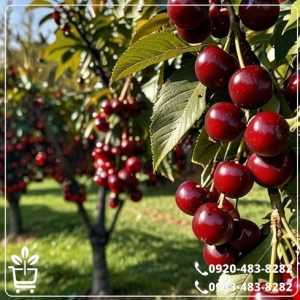 خرید نهال گیلاس رژینا