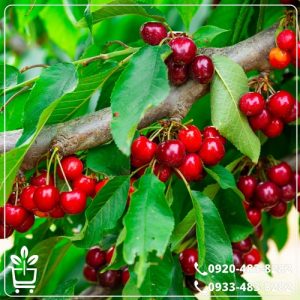 قیمت نهال گیلاس رژینا