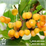 خرید نهال گیلاس زرد ارومیه