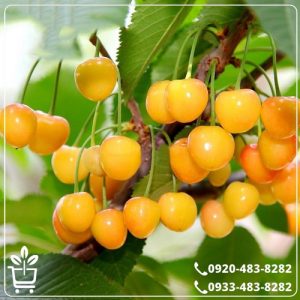 خرید نهال گیلاس زرد ارومیه