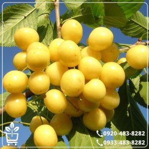 قیمت نهال گیلاس زرد ارومیه