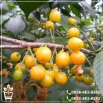 کاشت نهال گیلاس زرد ارومیه