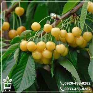 قیمت نهال گیلاس زرد موزی