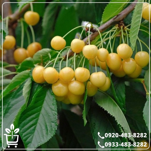 قیمت نهال گیلاس زرد موزی