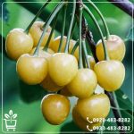 خرید نهال گیلاس زرد موزی