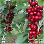 آبیاری نهال گیلاس قرمز ارومیه