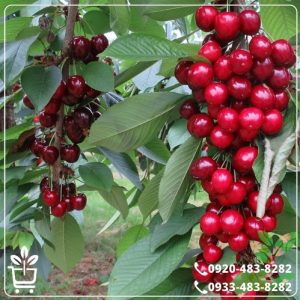 آبیاری نهال گیلاس قرمز ارومیه